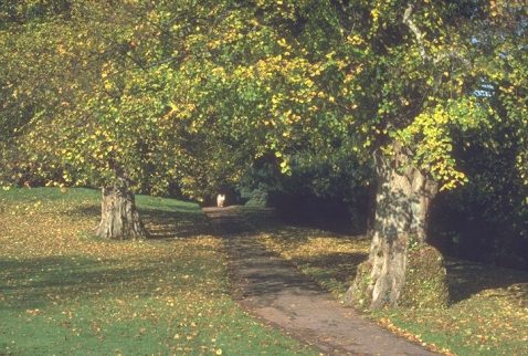 Cockington in Devon